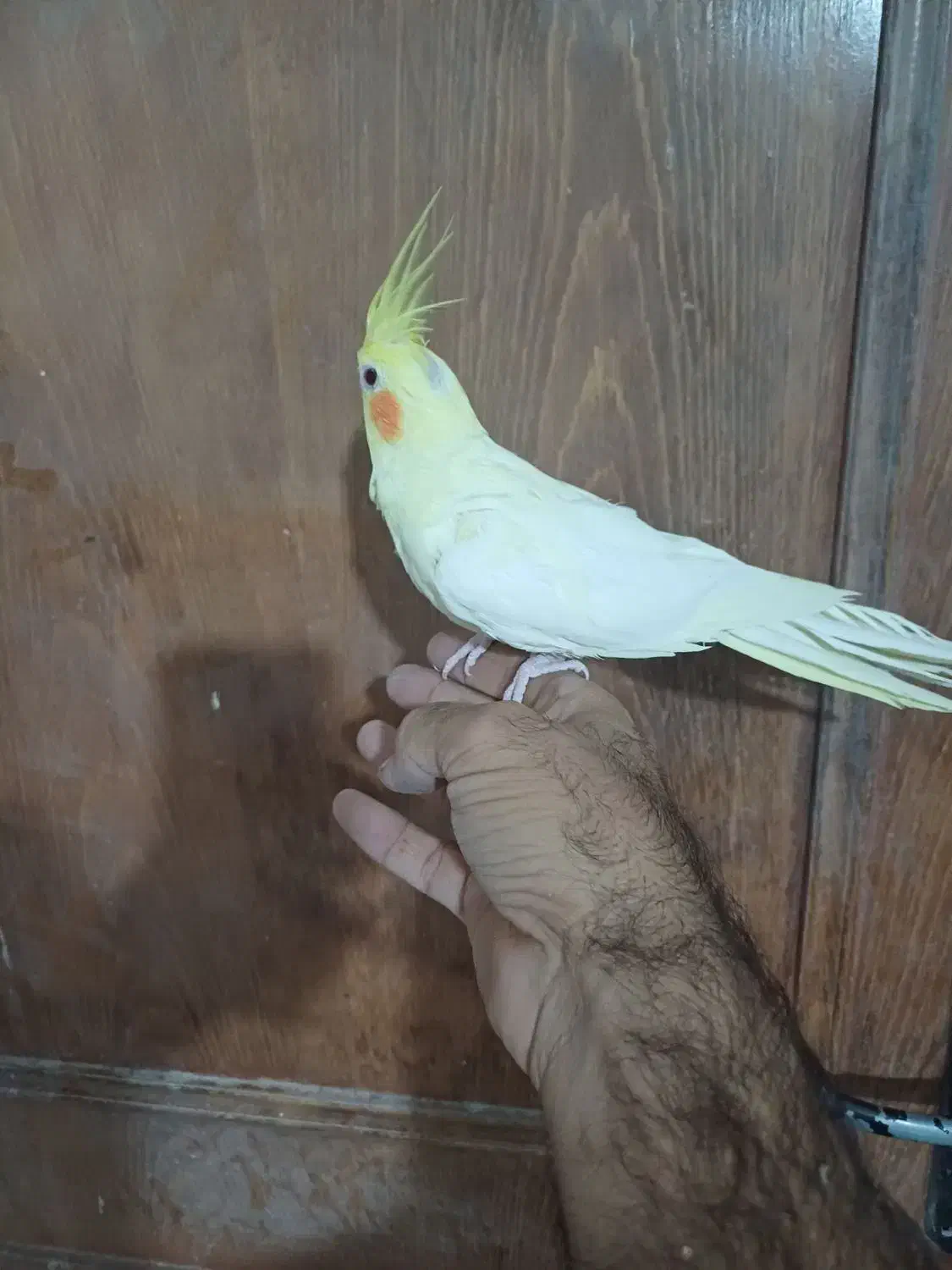 عروس مولد فروش معاوضه بادوچرخه قناری گلدین کفتر|پرنده|مشهد, سرافرازان|دیوار