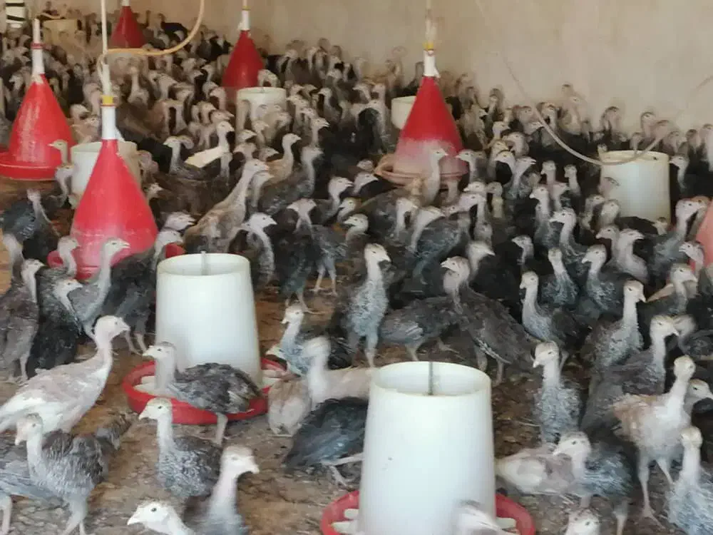 بوقلمون برنز و بیوتی محلی و خروس ومرغ باری|حیوانات مزرعه|مرودشت, محمد آباد|دیوار