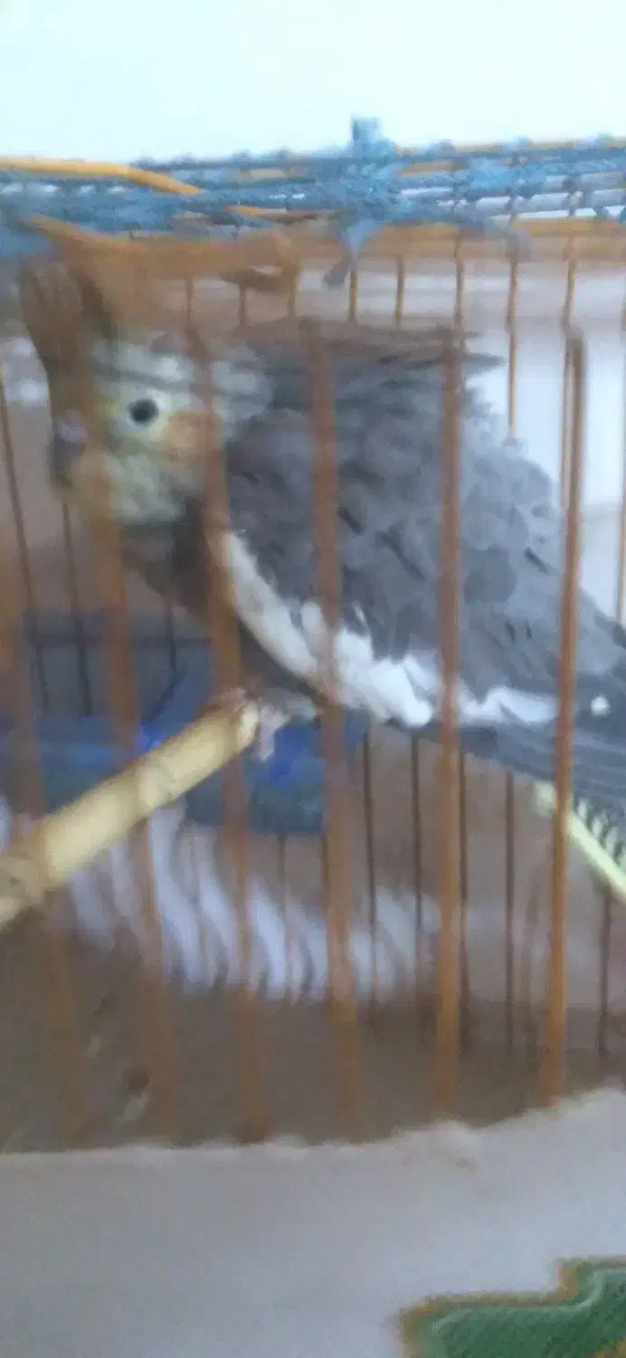 فروشی|پرنده|تربت جام, جامرود|دیوار