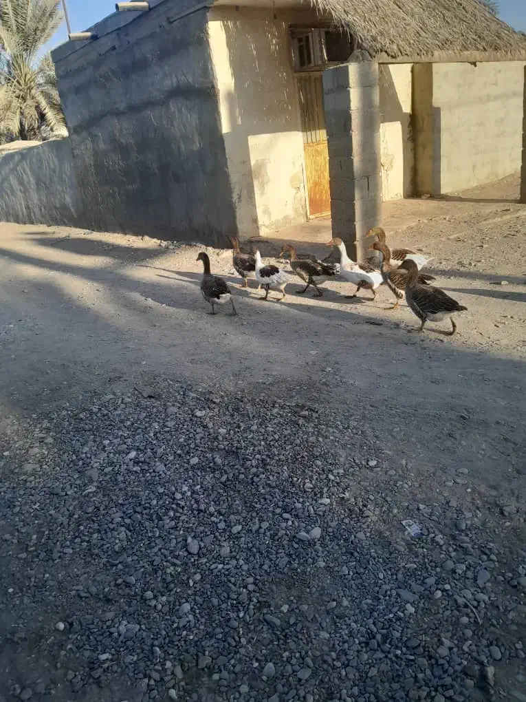 حیوانات درمزرعه|حیوانات مزرعه|میناب, |دیوار