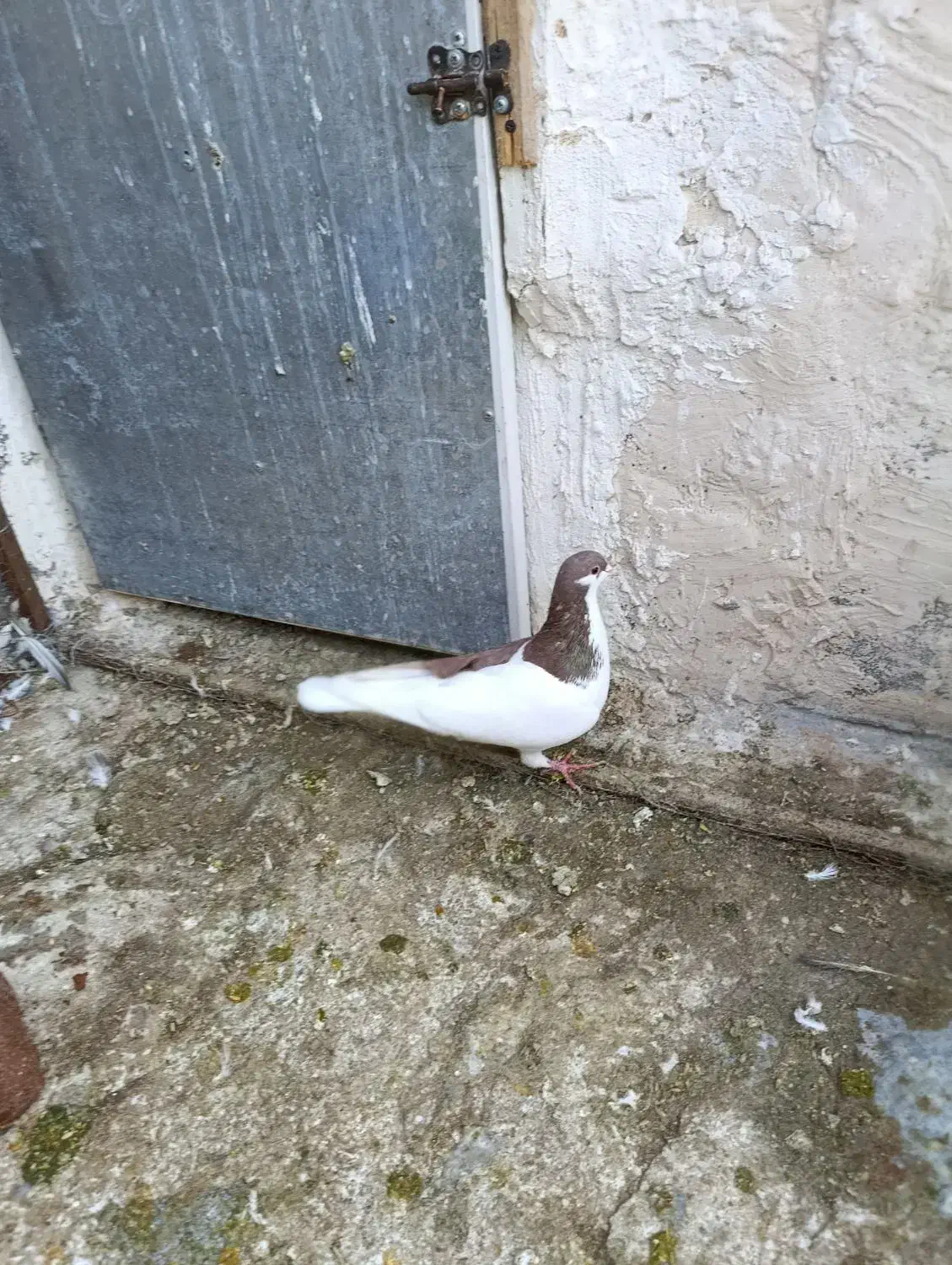 کبوتر چپ سرخ|پرنده|پاکدشت, شهرک انقلاب|دیوار