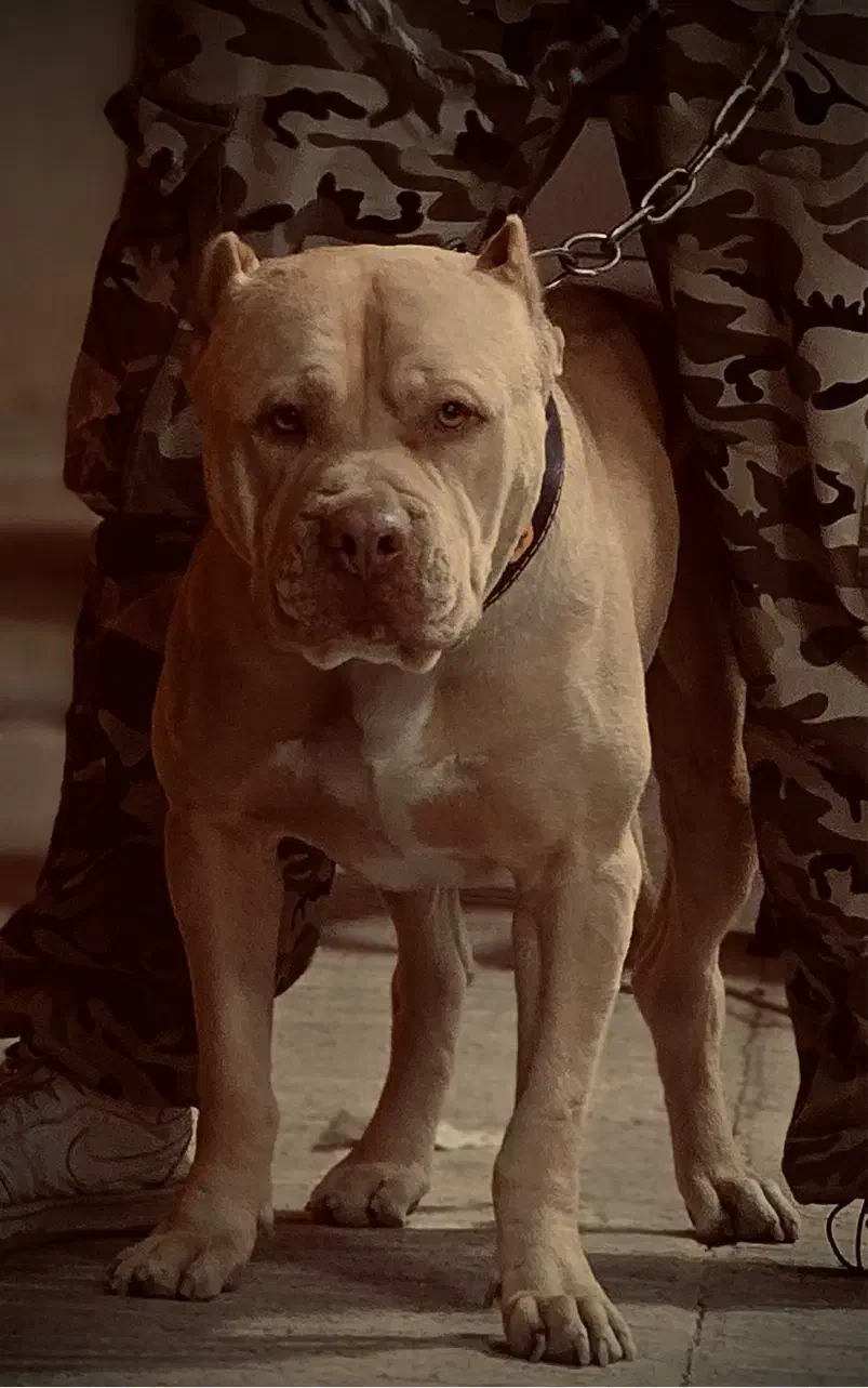 پیت بول سفارتی جهت کشش|سگ|کرمانشاه, |دیوار