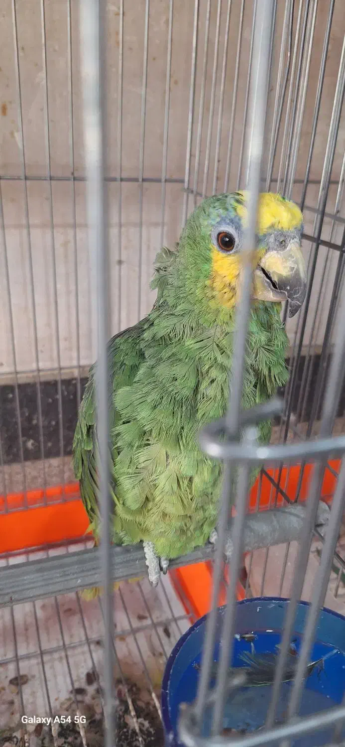 سلام و عرض ادب|پرنده|مشهد, ادیب نیشابوری (شهرک غرب)|دیوار