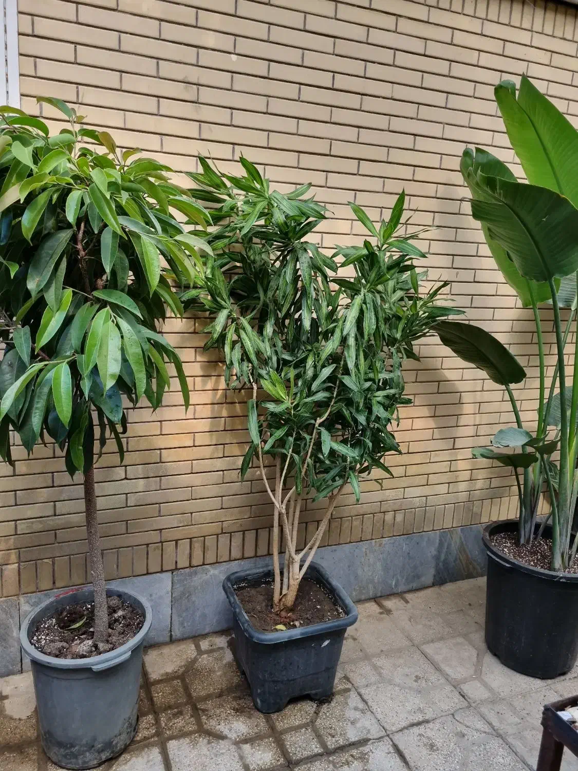 پیله موا، بنجامین امستل کینگ|گل و گیاه طبیعی|شیراز, شهرک والفجر|دیوار