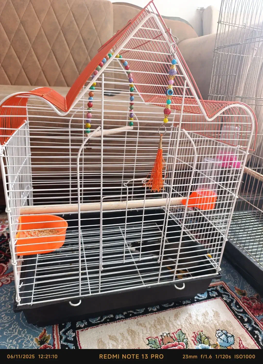 مینا|پرنده|مشهد, سیسآباد|دیوار