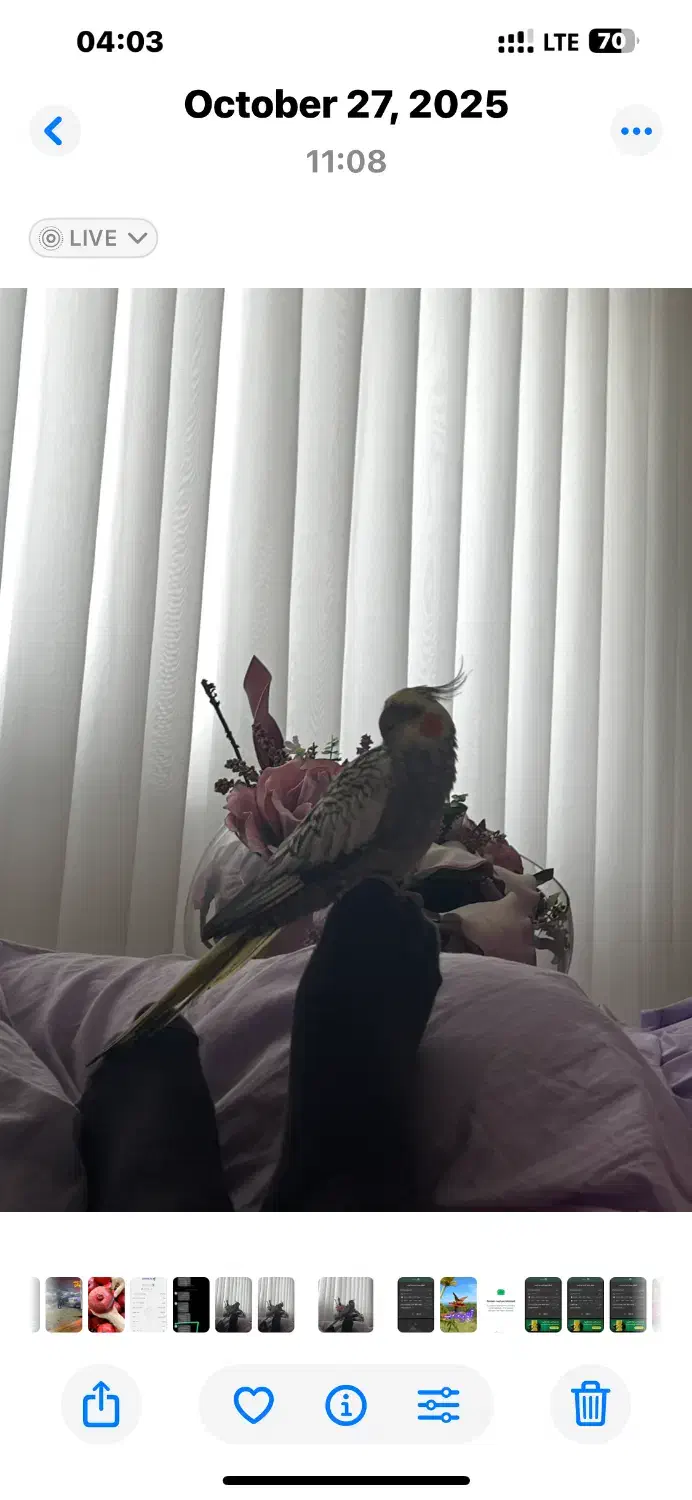 عروس هلندی|حیوانات|رشت, نیروی دریایی|دیوار