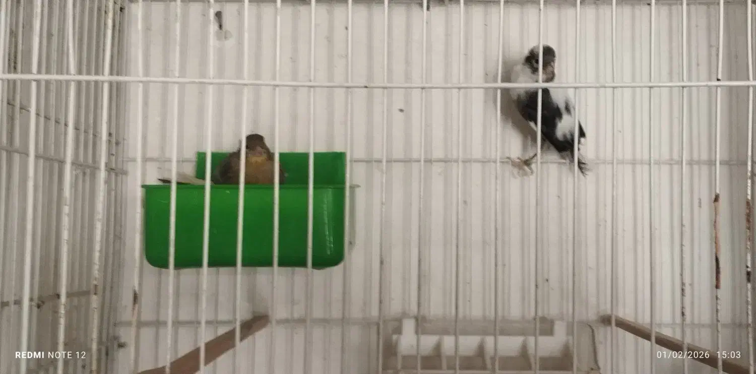 قناری|پرنده|تربت‌حیدریه, دیزقند|دیوار