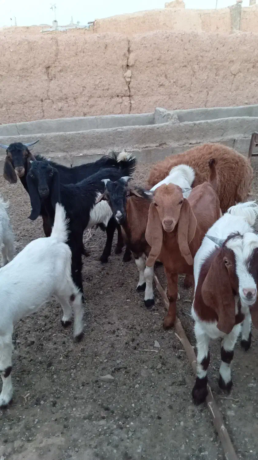 بزغاله ها کیلویی 320|حیوانات مزرعه|خواف, |دیوار