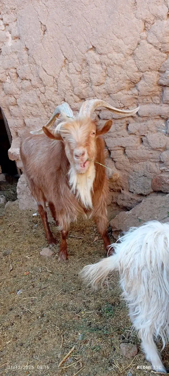 بزغالع نر سانن فروشی|حیوانات مزرعه|سده (خراسان جنوبی), |دیوار