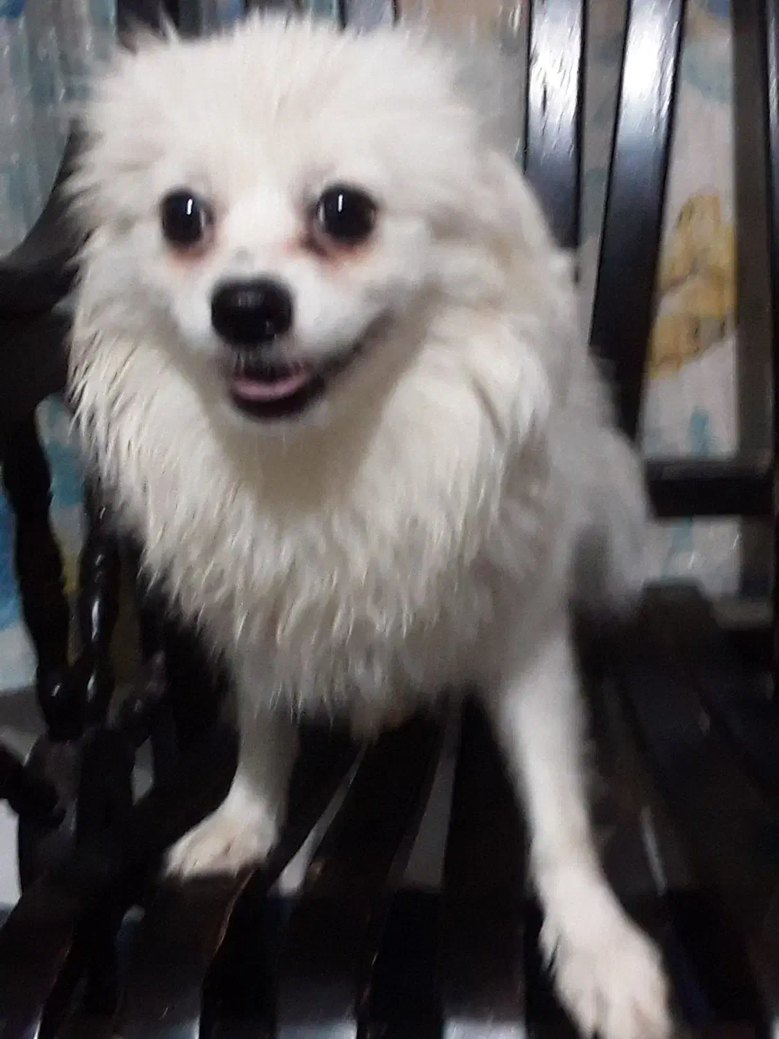 واگذاری سگ پامرانین وشیتزو تریر. کراس.|سگ|تهران, تهرانسر شمالی|دیوار