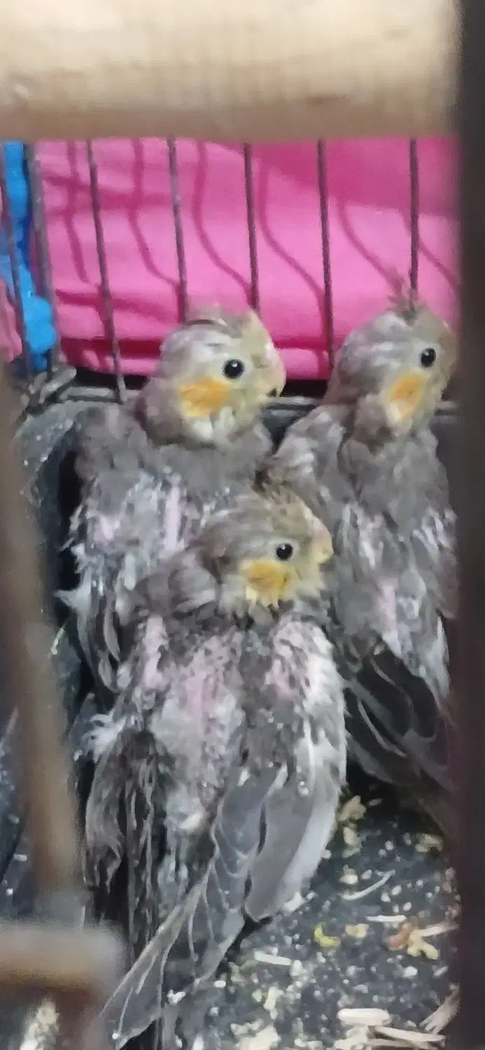 عروس هلندی|پرنده|خرمدره, |دیوار