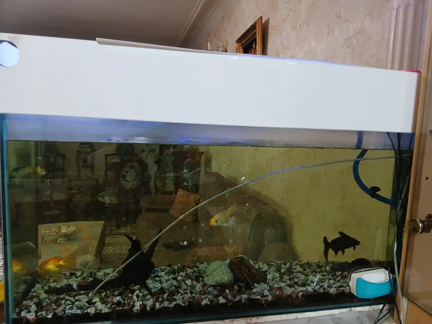 آکواریوم|ماهی|تهران, منیریه|دیوار