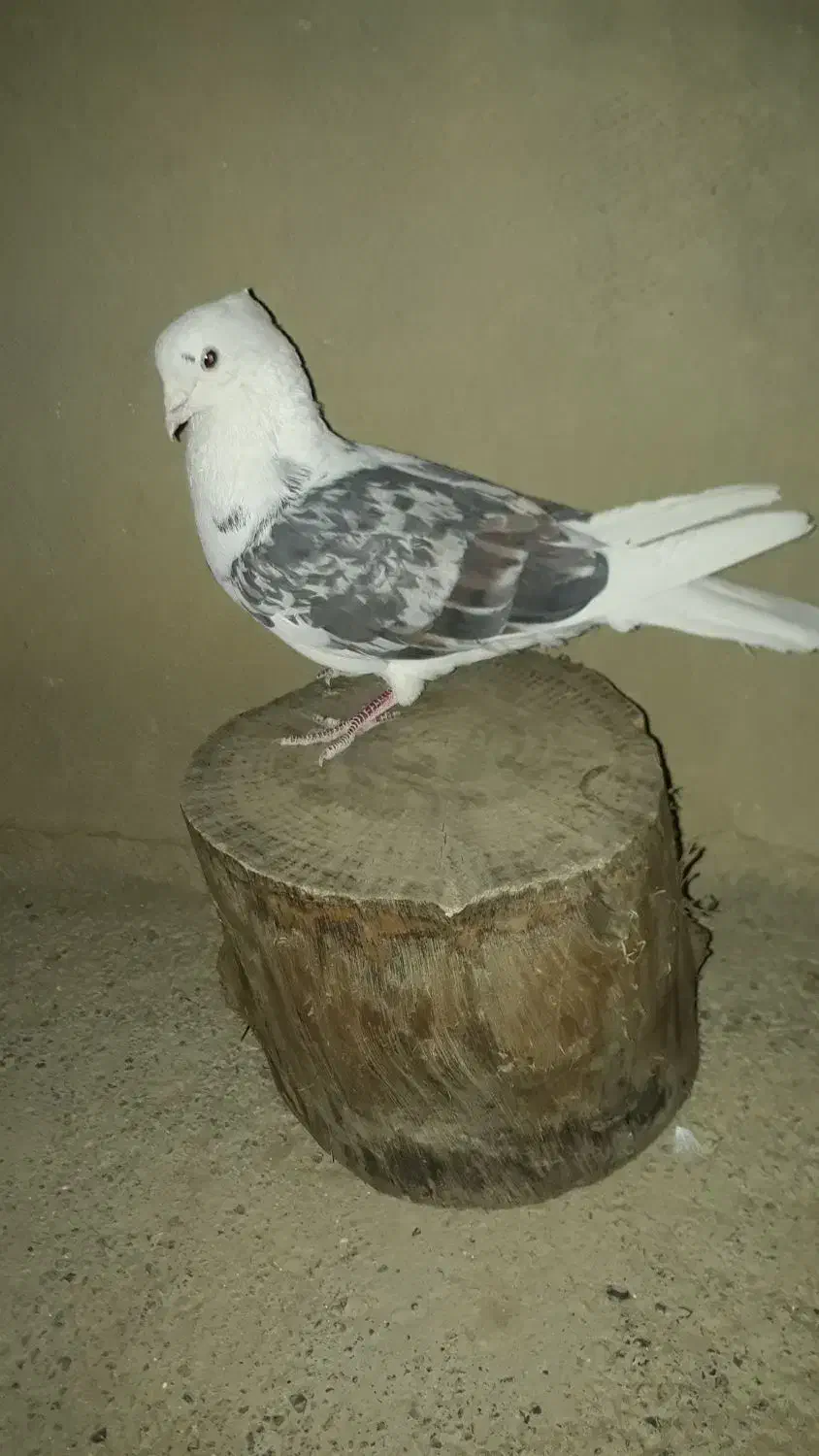 کبوتر نر خوشونه|پرنده|الشتر, |دیوار