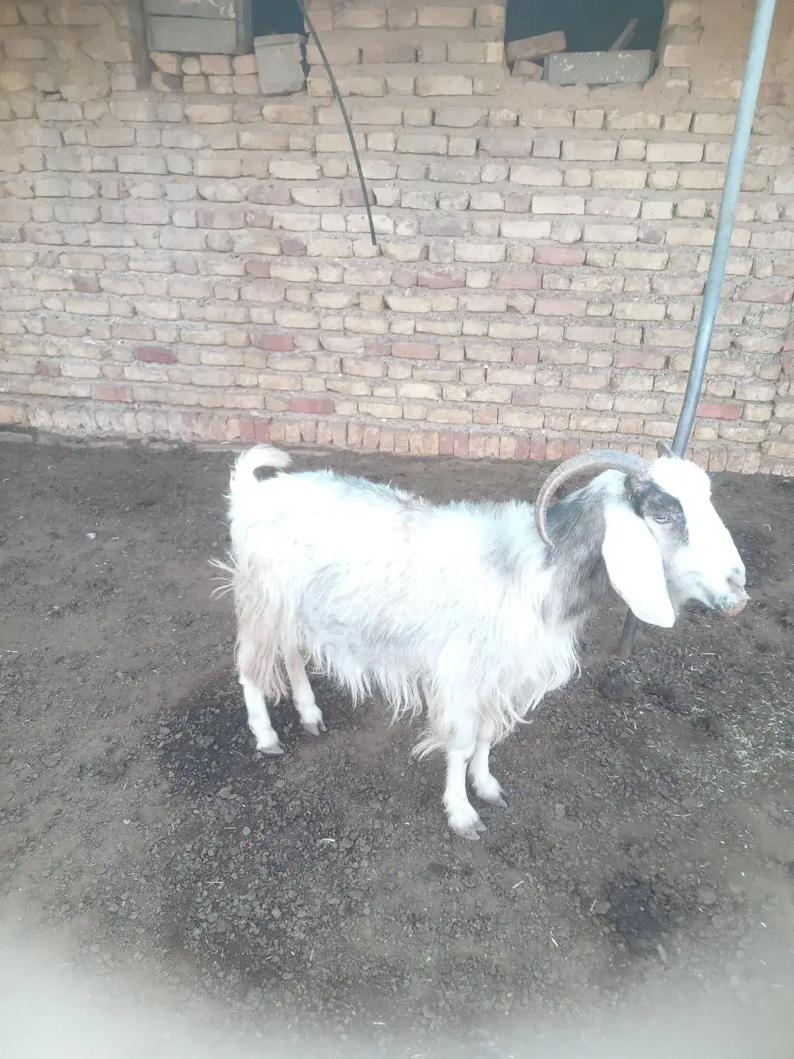 بز چاق|حیوانات مزرعه|سیدان, |دیوار