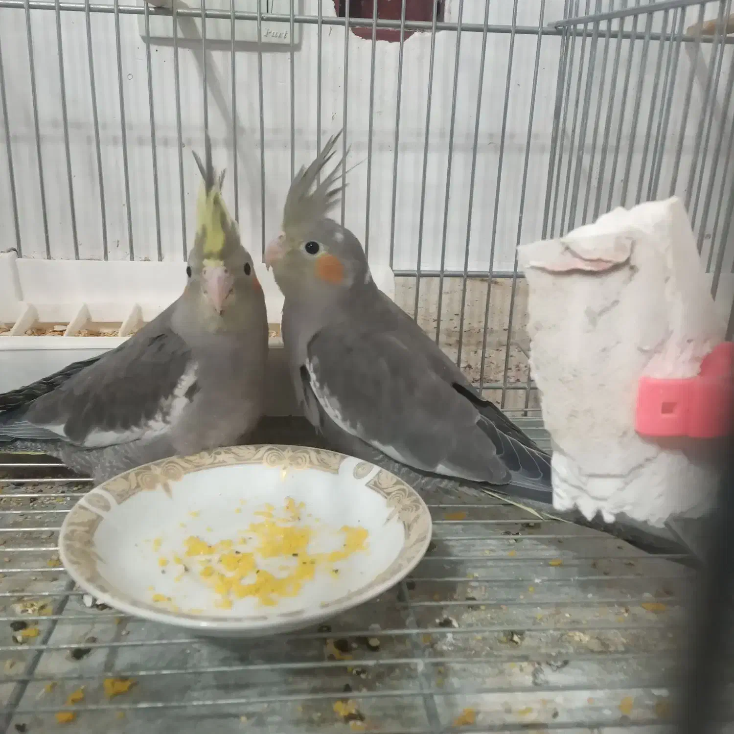 جوجه عروس هلندی|پرنده|زیباشهر, |دیوار