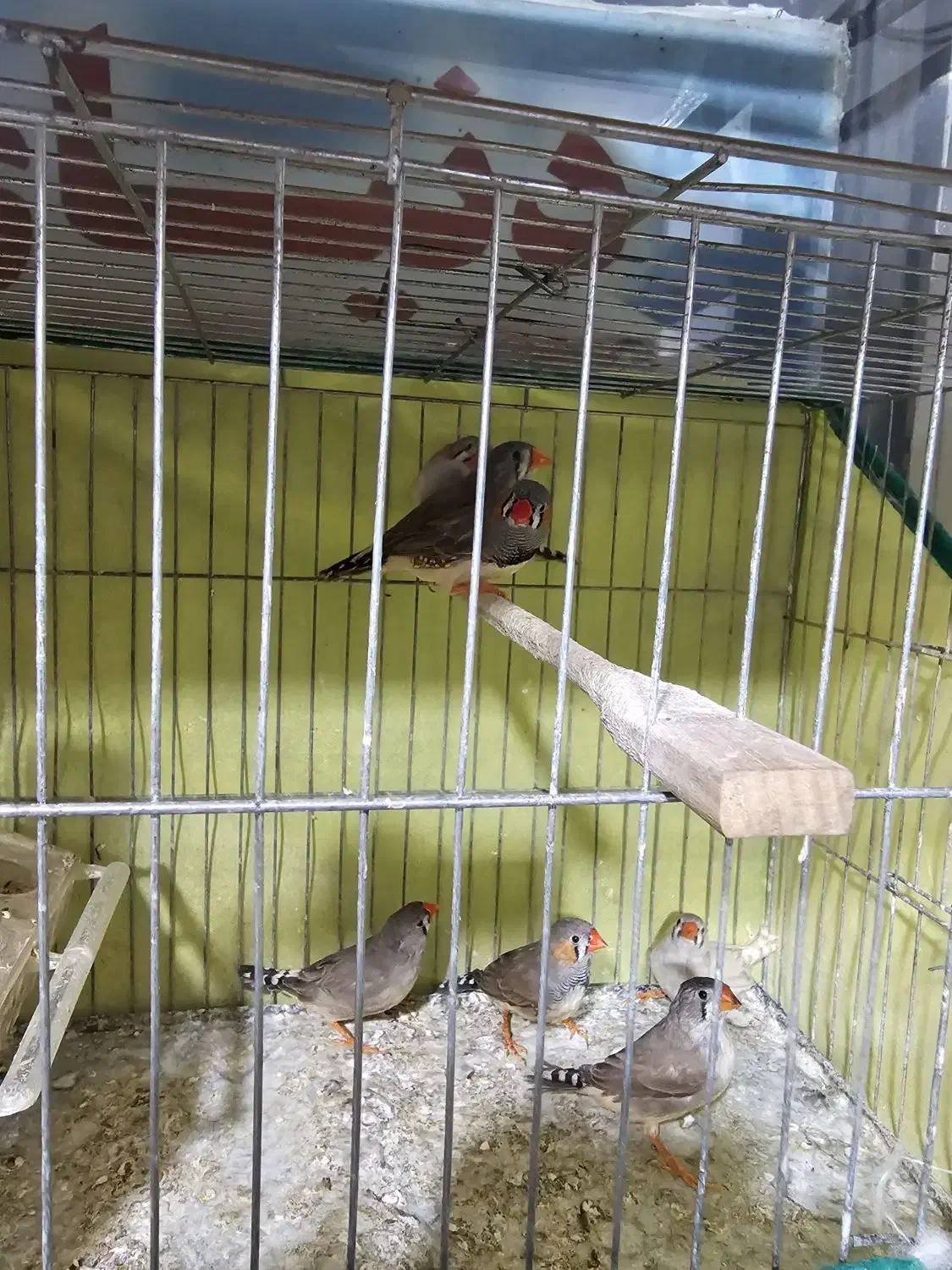 ۵ عدد فنچ زبرا اصیل|پرنده|نور, |دیوار