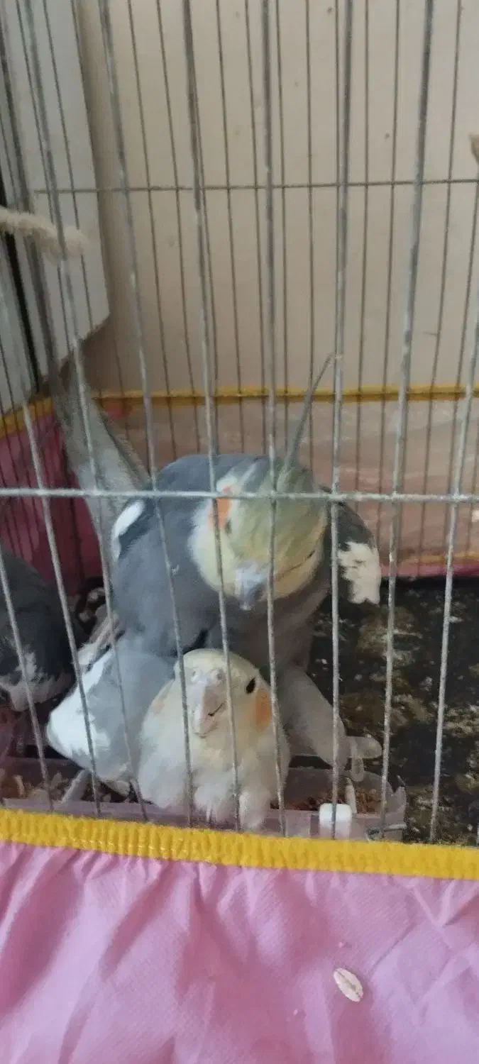 عروس هلندی|پرنده|اسفراین, |دیوار