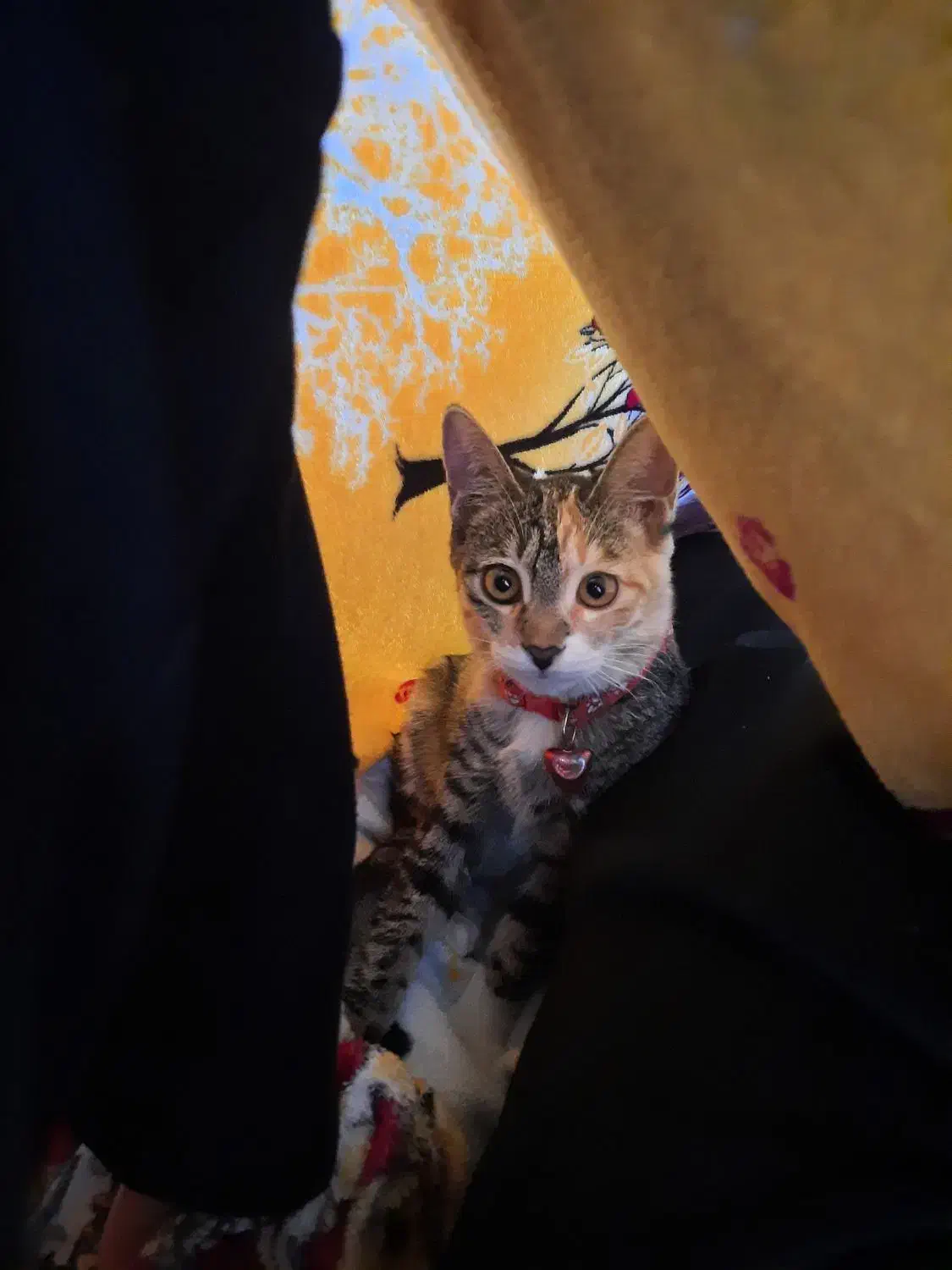 گربه گمشده|حیوانات|مشهد, کوه سنگی|دیوار