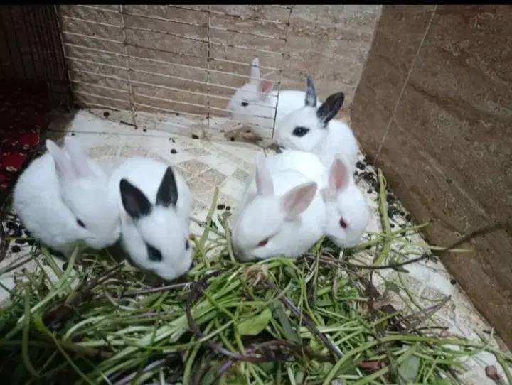 خرگوش|موش و خرگوش|ساوه, |دیوار