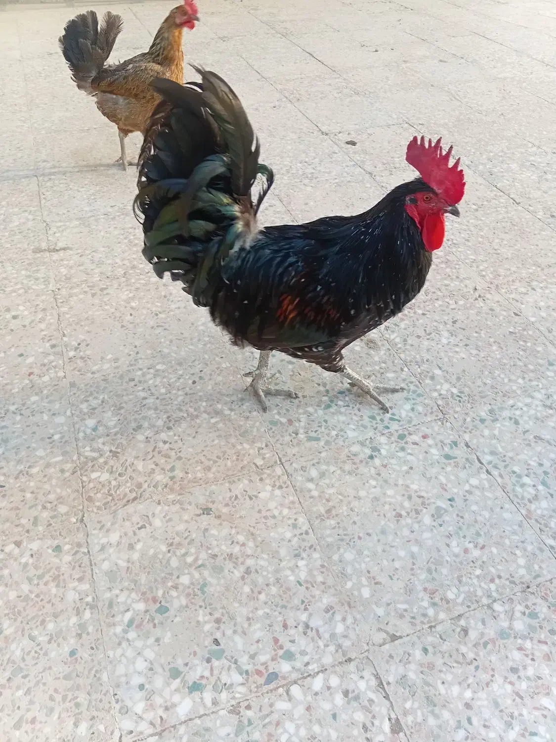 خروس سیاه جوان سرحال|حیوانات مزرعه|بندر گناوه, |دیوار