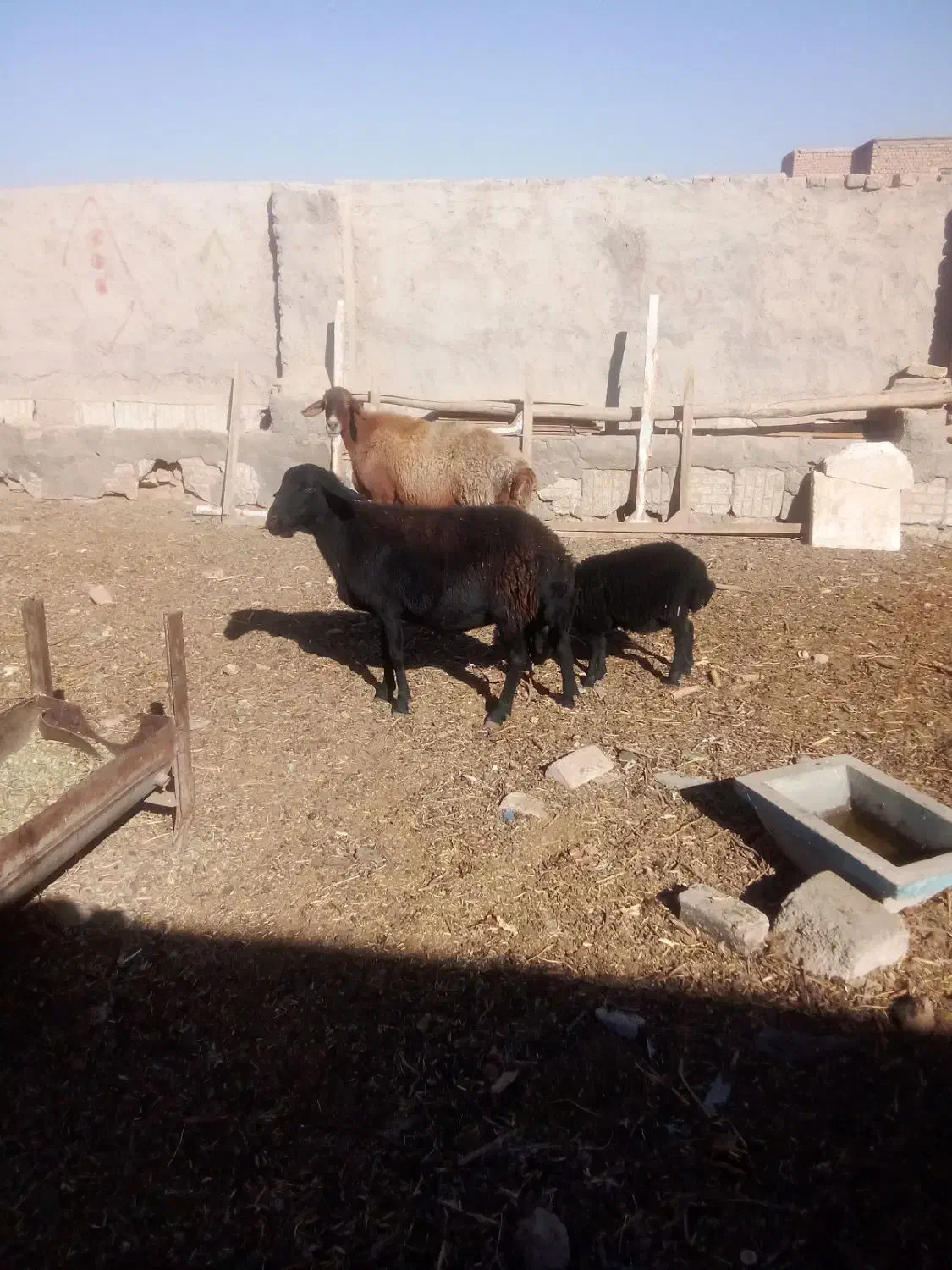 2راس میش زایده با3راس بره اوست|حیوانات مزرعه|نیشابور, مبارکه|دیوار