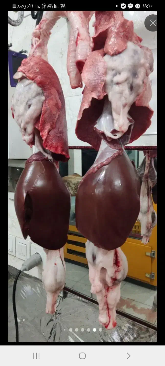 دنبه بره یک تیکه ۱۰ کیلو|خوردنی و آشامیدنی|شیروان (خراسان), |دیوار
