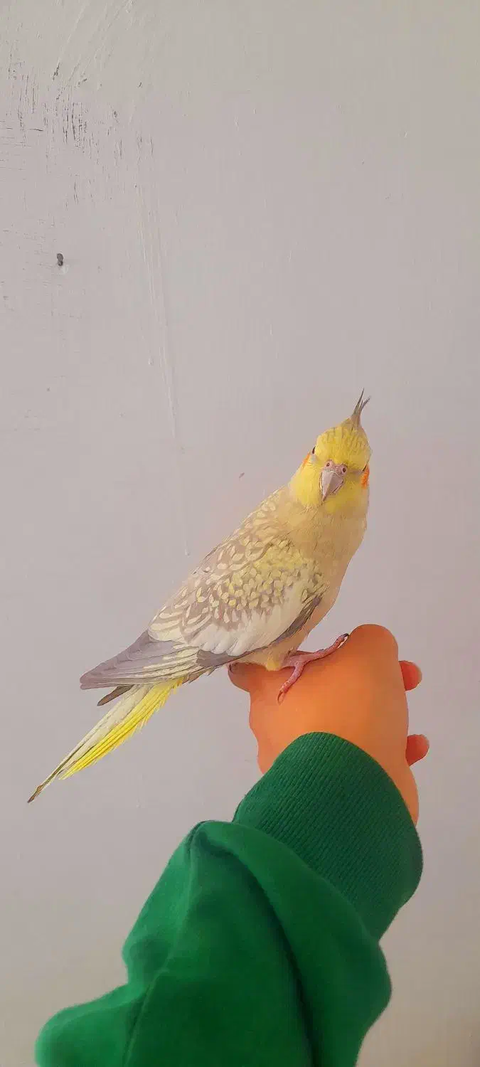 عروس هلندی ماده|پرنده|مریوان, |دیوار