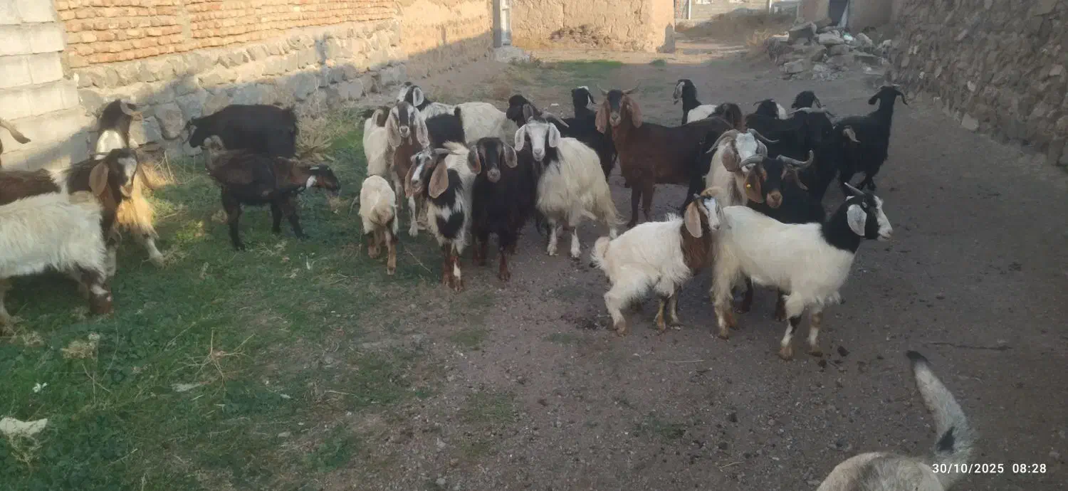 بز و بزغاله|حیوانات مزرعه|ارشق, |دیوار