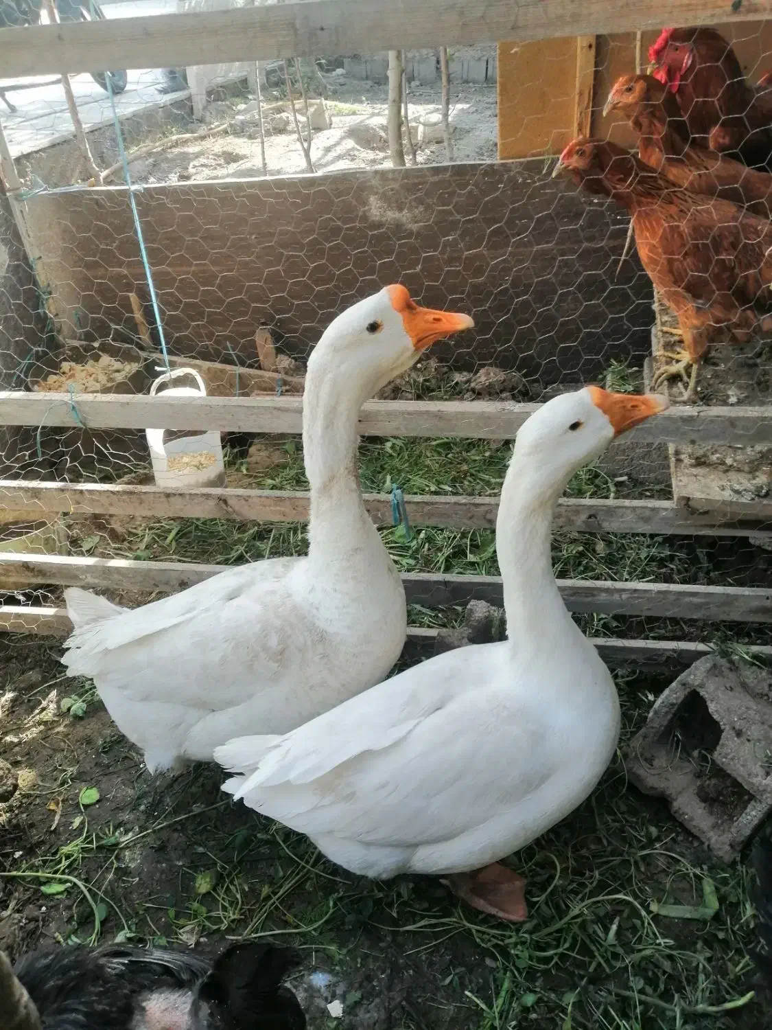 یک جفت غاز|حیوانات مزرعه|پاکدشت, پاکدشت (مامازند)|دیوار