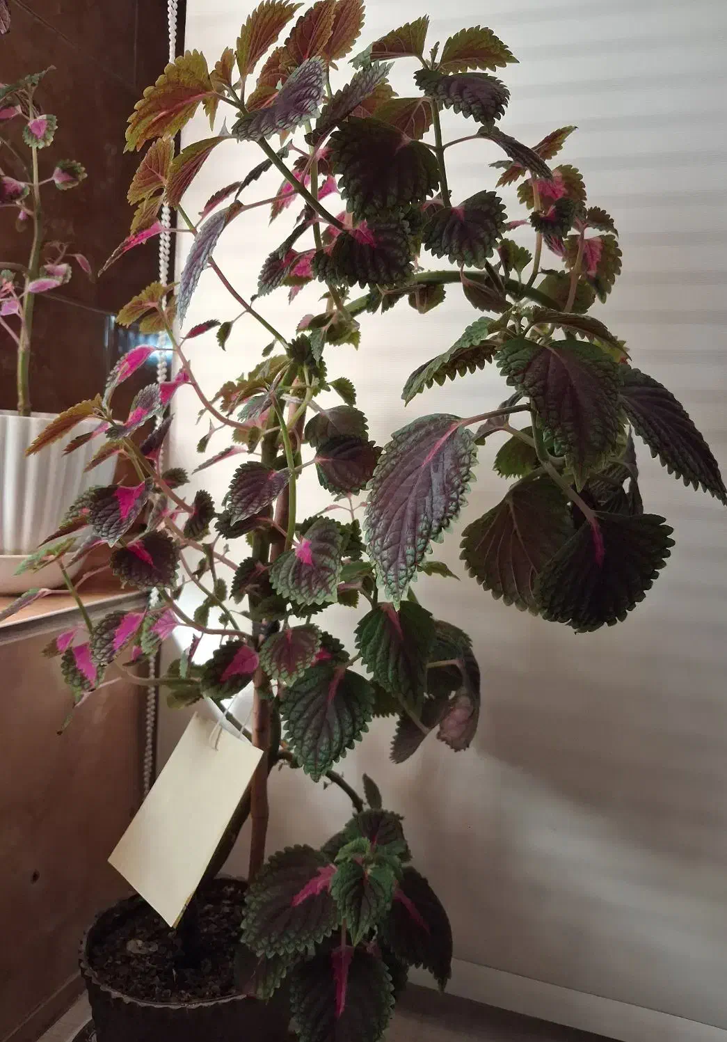 گل حسن یوسف|گل و گیاه طبیعی|بیرجند, |دیوار