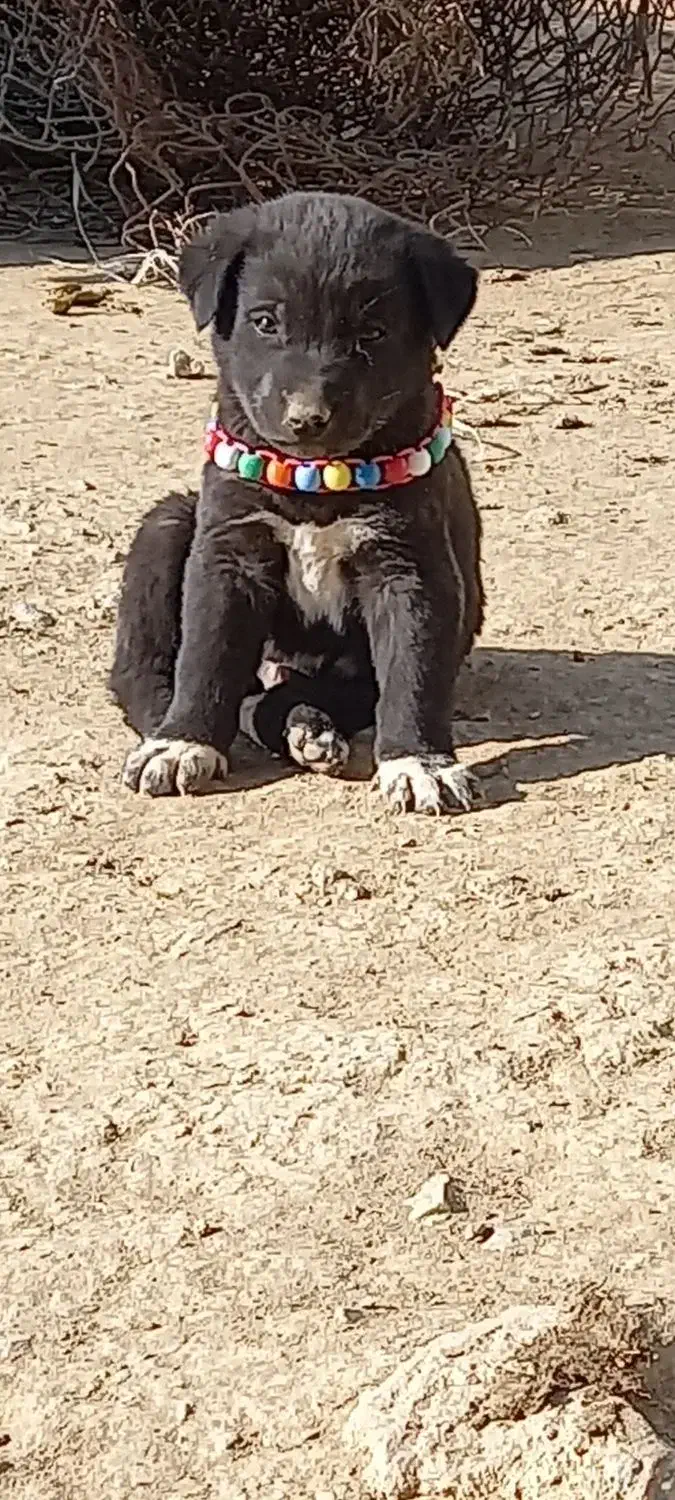 واگزاری سگ نر|سگ|اصفهان, بهارستان|دیوار