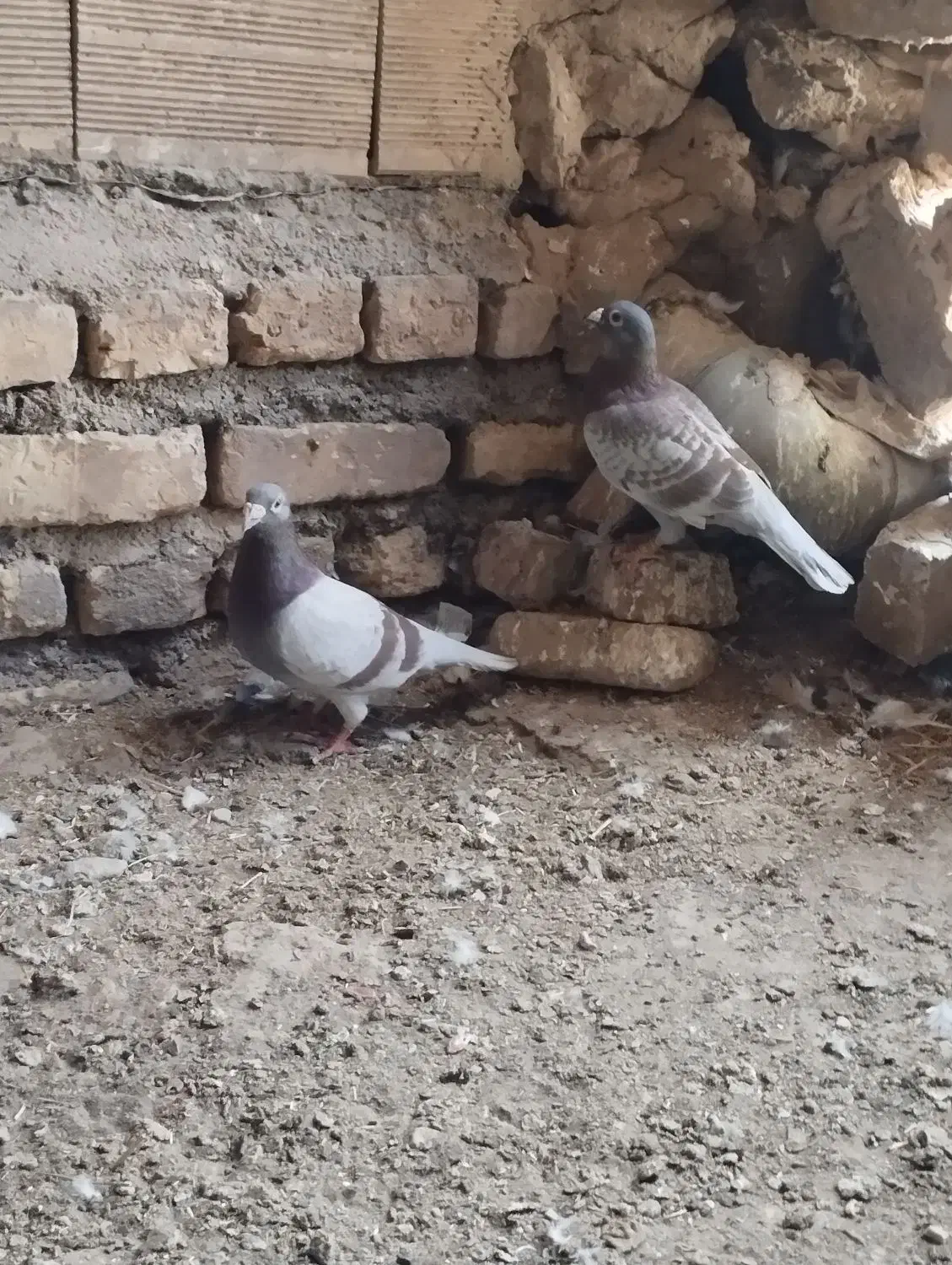 اقون زات دار|پرنده|نصر آباد, |دیوار