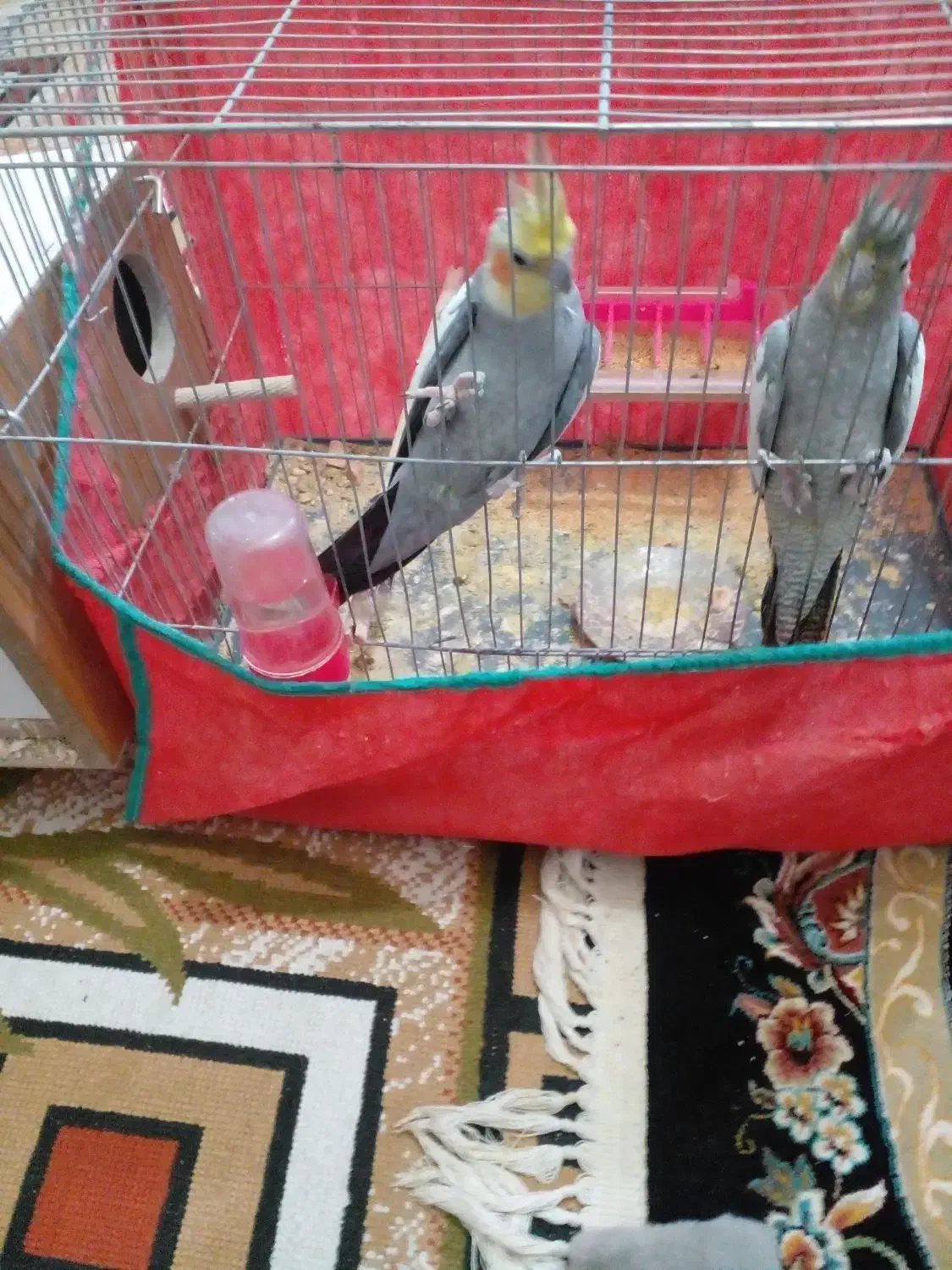 جفت عروس روتخم|پرنده|بم, |دیوار