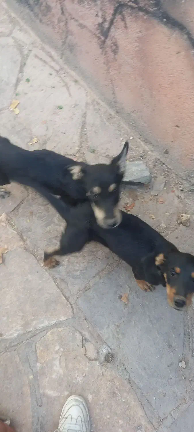 سگ دوبرمن پوست چرمی وارداتی|سگ|مشهد, رده|دیوار