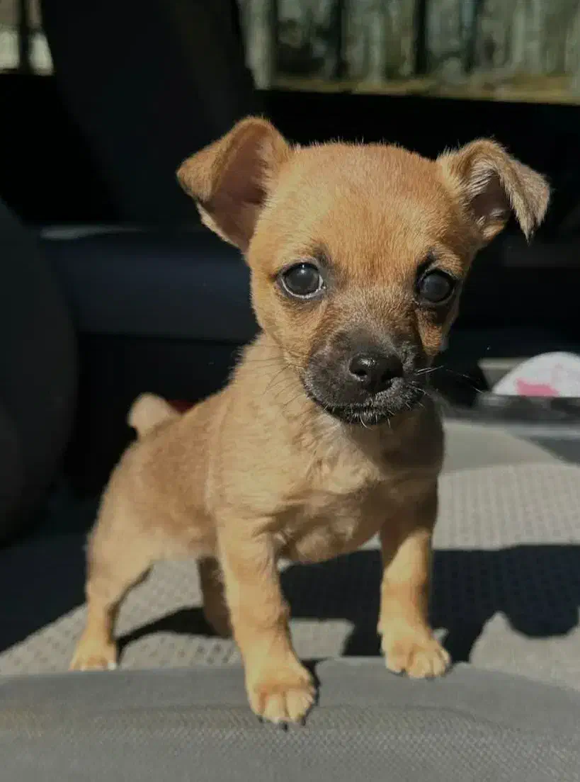 توله پاکوتاه سایزصفر|سگ|قم, شهرک قدس|دیوار