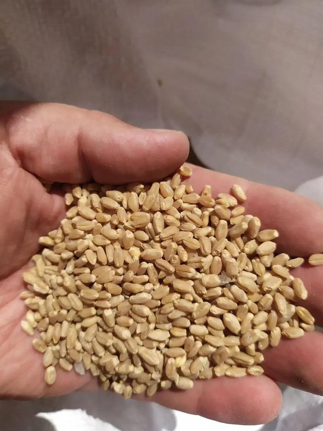 گندم طلایی|گل و گیاه طبیعی|مرودشت, ثبت احوال|دیوار