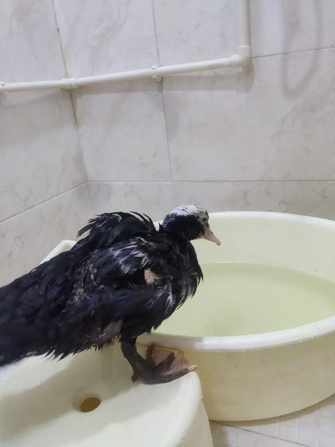 یک عددجوجه اردک مسکویی|حیوانات مزرعه|کرج, کوی امامیه|دیوار