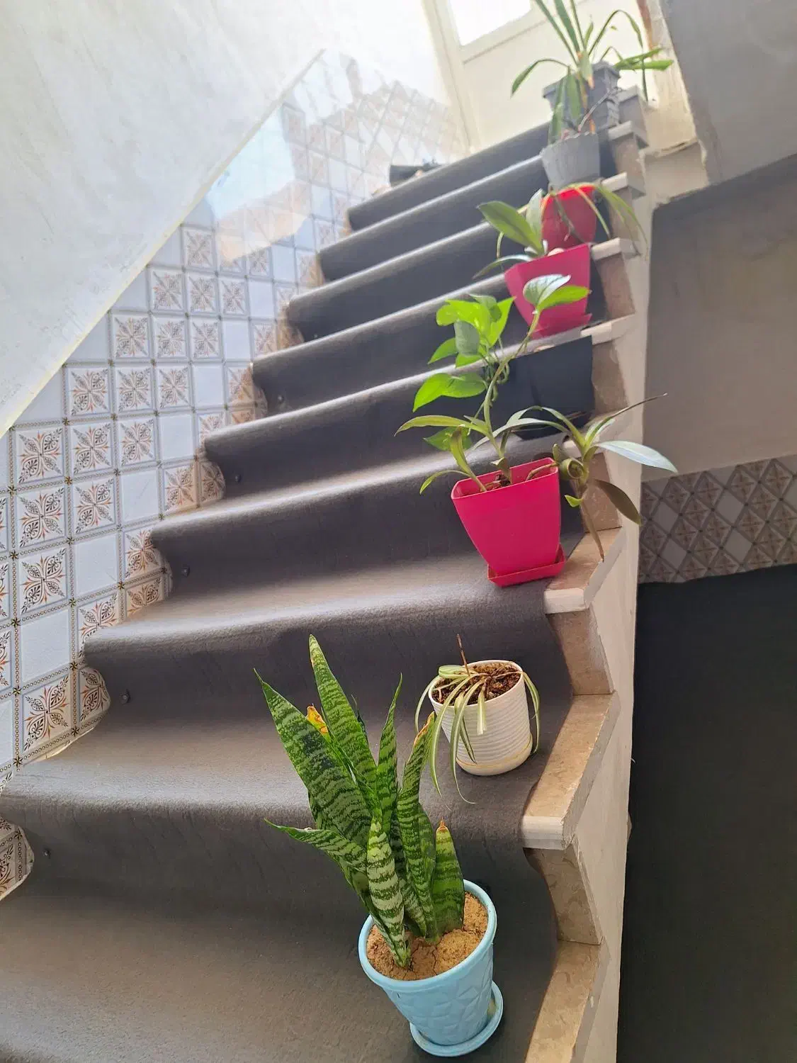 فروش استند گل و گلدان|گل و گیاه طبیعی|زرقان, |دیوار