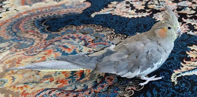 عروس هلندی ماده|پرنده|شازند, |دیوار