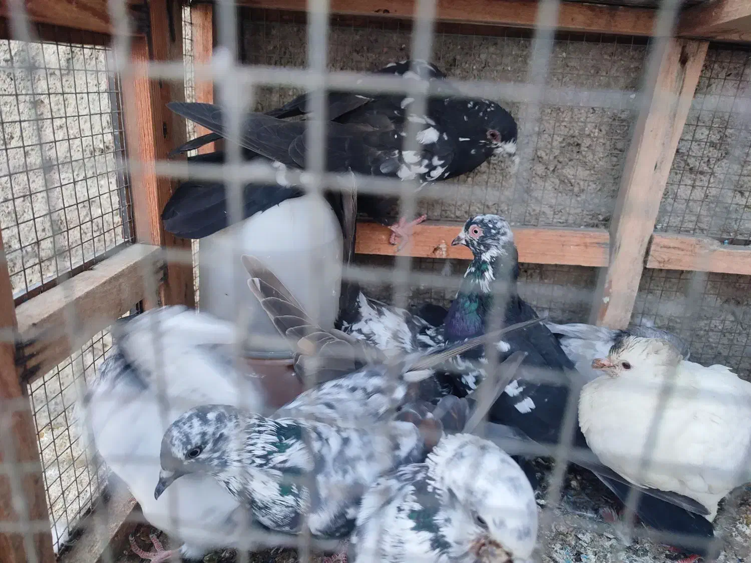 کبوتر ارزان جم|پرنده|جم, |دیوار