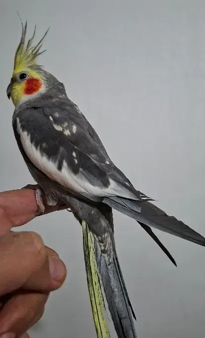 عروس هلندی آرام|پرنده|ماکو, |دیوار