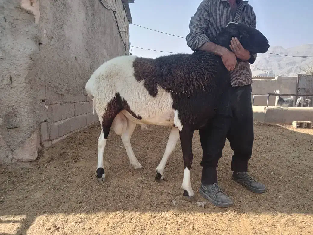 قوچ گله ای درشت هیکل وکشیده، سنگین وزن|حیوانات مزرعه|شیراز, جانبازان|دیوار