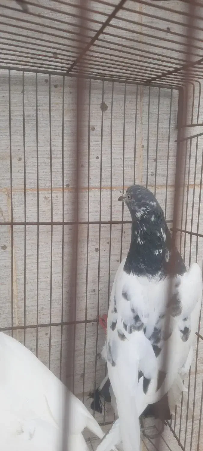 کبوتر|پرنده|رشت, جانبازان|دیوار