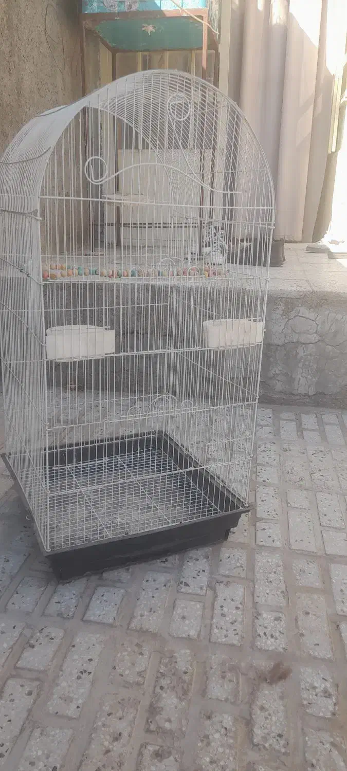 قفس عروس هلندی بزرگ|لوازم جانبی حیوانات|تربتحیدریه, کلاته توکلی|دیوار