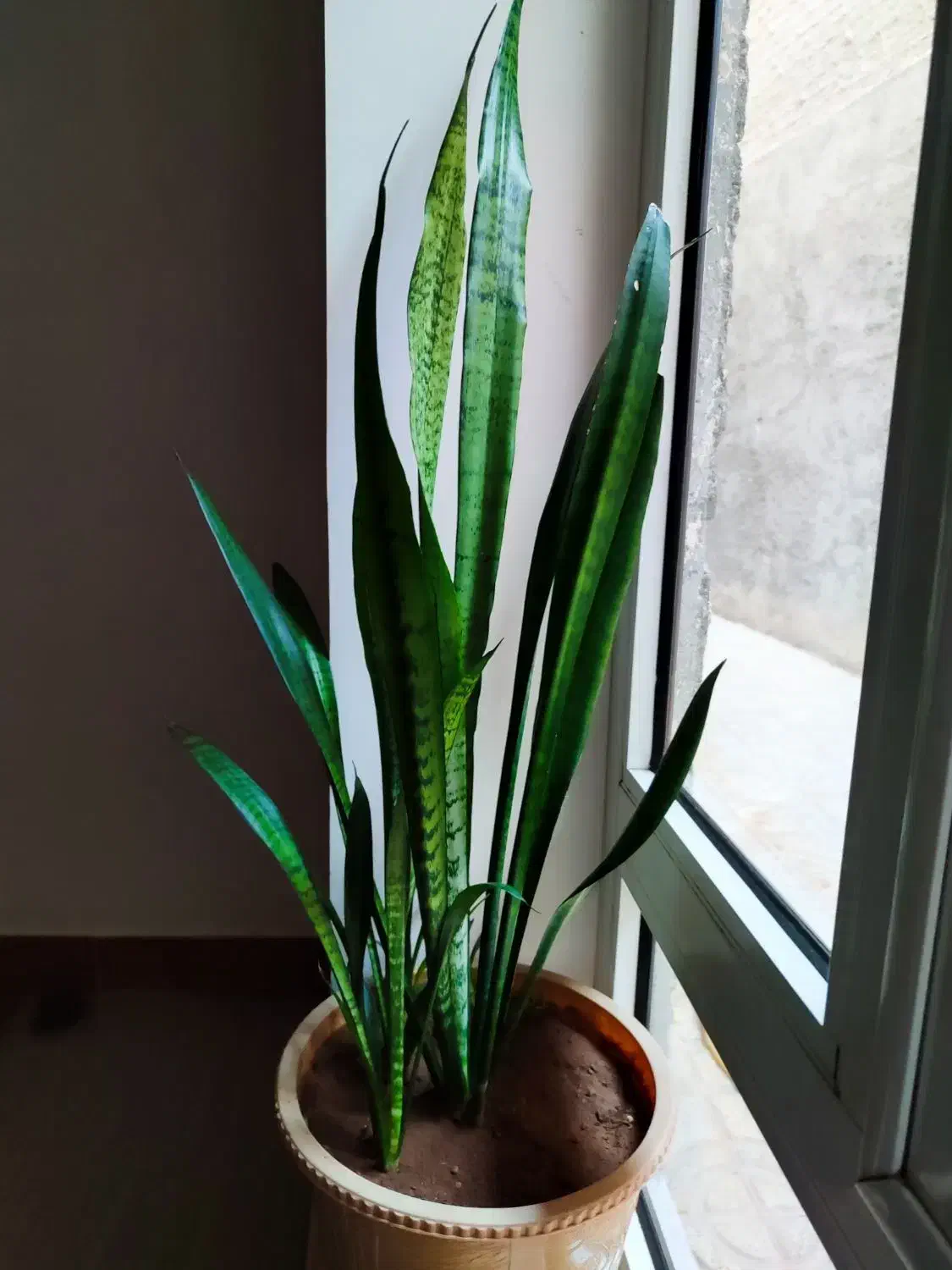 گل سالم و زیبا برای فروش|گل و گیاه طبیعی|مهاباد (آذربایجان غربی), |دیوار