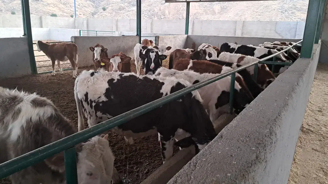 گوساله سیمینتال اصل درجه 1|حیوانات مزرعه|لالی, |دیوار