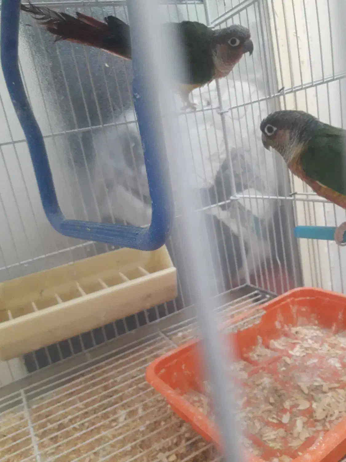 گرینچیک وعروس هلندی|پرنده|شیراز, آزادی|دیوار