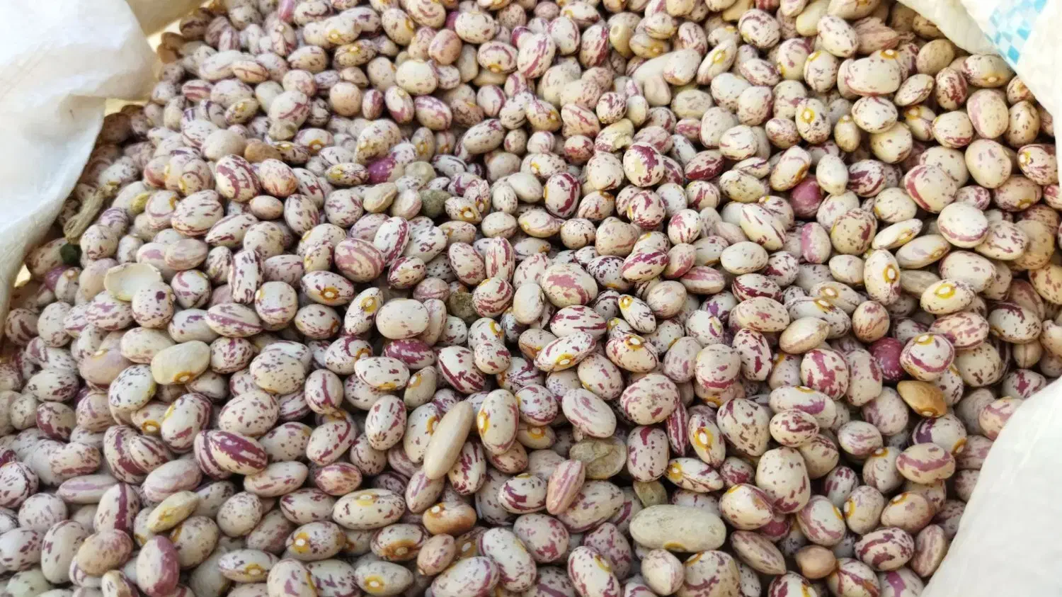 لوبیا چیتی درجه یک زنجان|خوردنی و آشامیدنی|تهران, مشیریه|دیوار