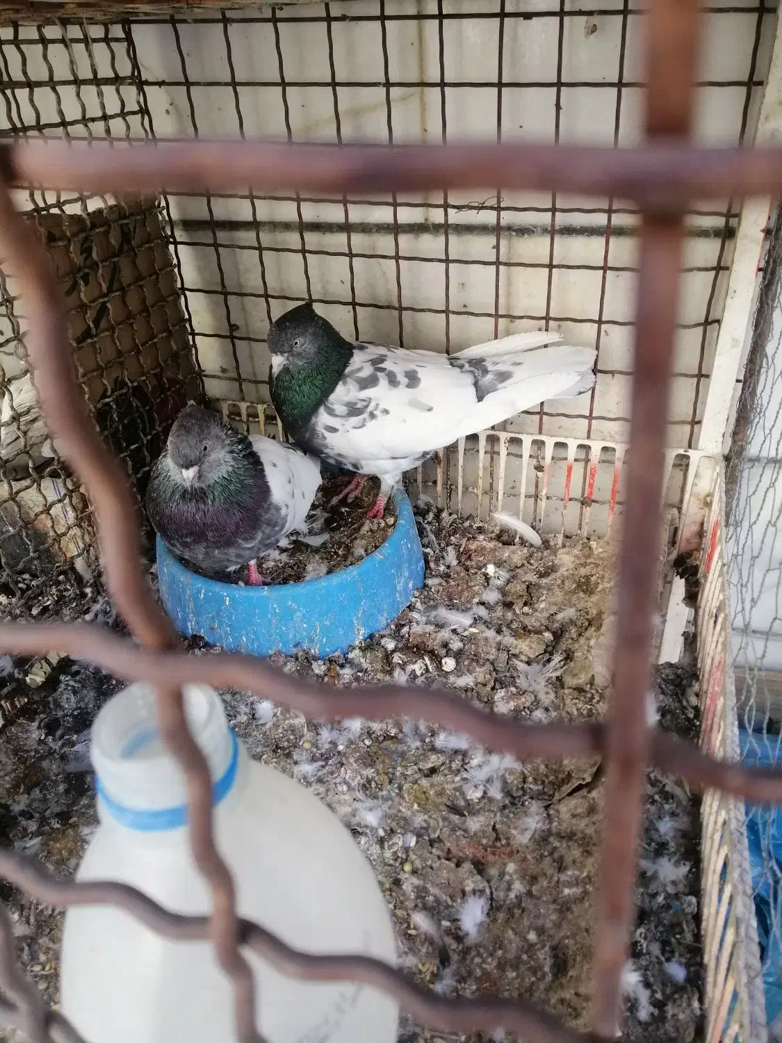 کفتر کبوتر کله سبز درجه یک به شرط همه چی میدم|پرنده|داراب, |دیوار