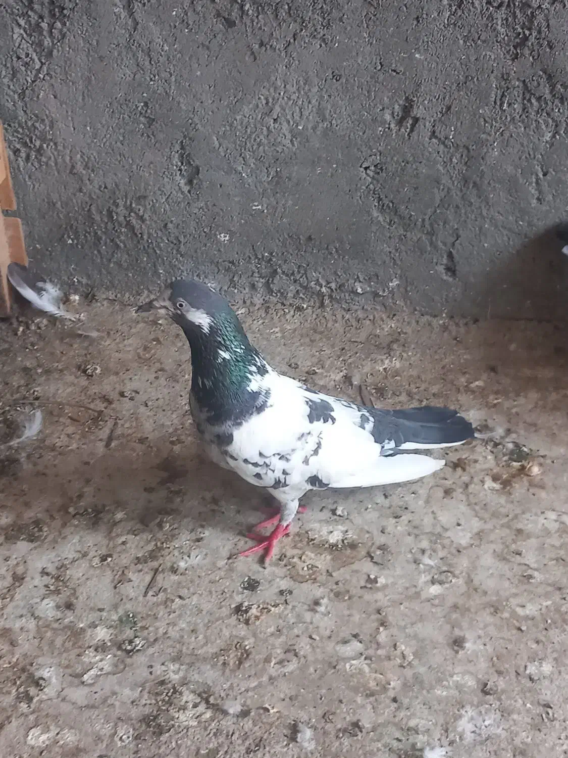 کفتر پرشی پاکستانی|پرنده|بندرعباس, |دیوار